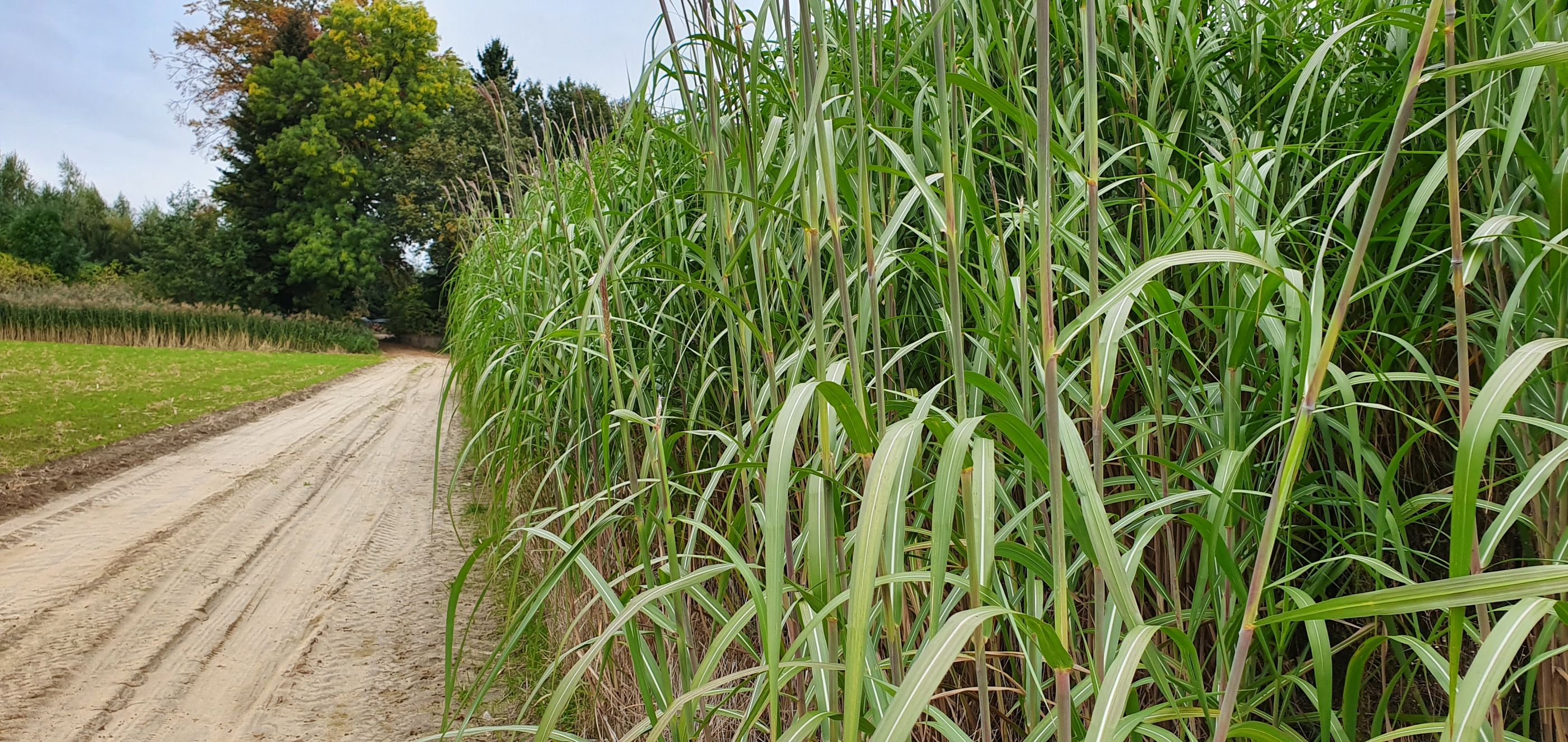 Olifantsgras (miscanthus x giganteus, ook wel gewoon “miscanthus” genoemd)