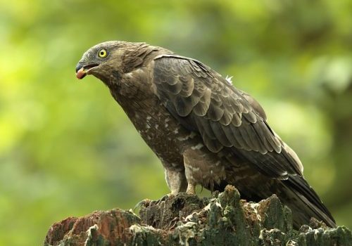 Milieuonderzoek windenergie Veluwe