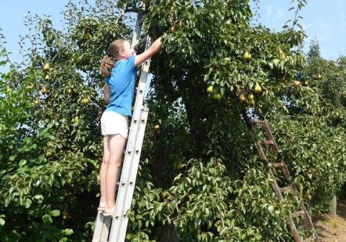 Burgerwindcoöperatie plant extra bomen langs A15 voor Betuwewind-leden