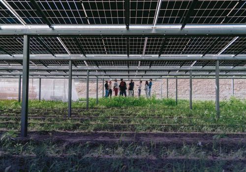 Branderwal: een veelbelovend huwelijk tussen ‘agri’ en zon-PV